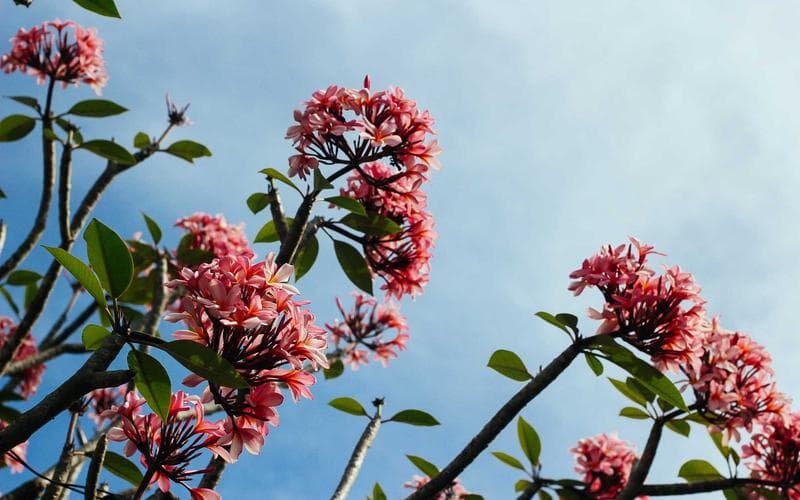 2020 Toyota Camry 2.5 SE